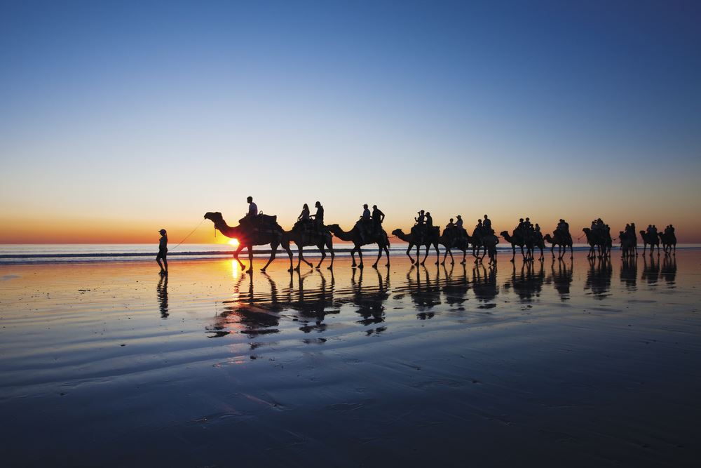 line of camels being led along beach at sunset